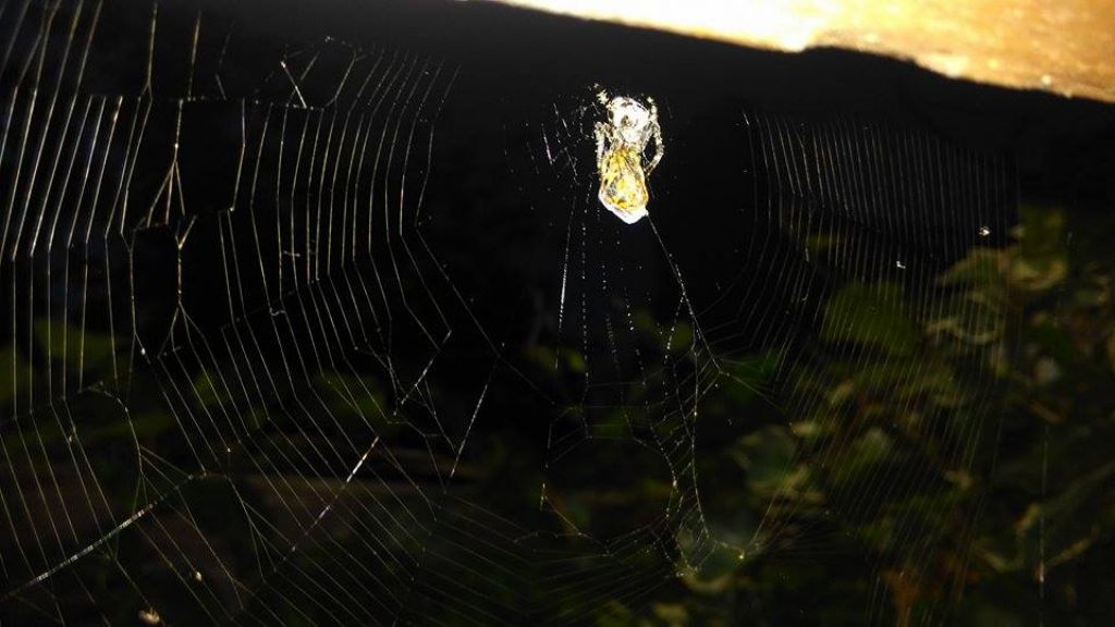 Eratigena atrica, maschio (Agelenidae) e Araneus diadematus, femmina (Araneidae)